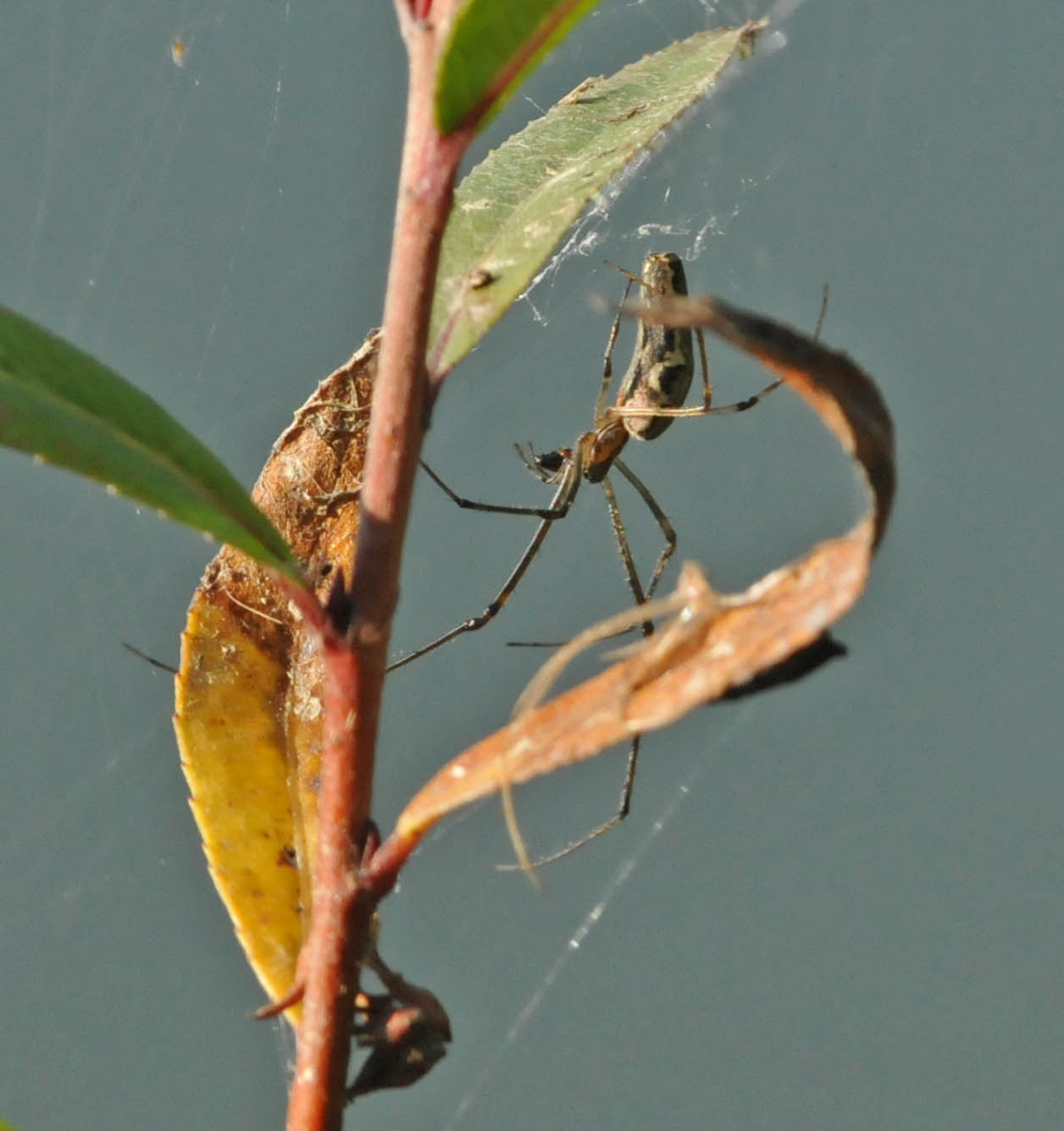 Tetragnatha sp.